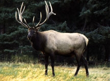 Elk Bull