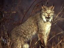 Canada Lynx