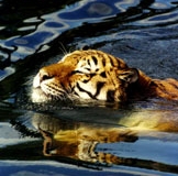 Bengal Tiger