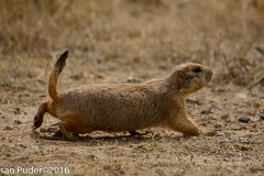 Prairie Dog