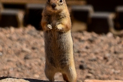 Golden Mantled Ground Squirrel