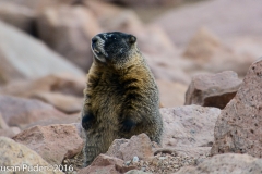 Yellow-bellied Marmot