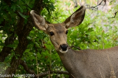 Mule Deer