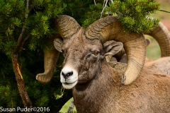 Big Horned Sheep Ram