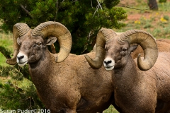 Big Horned Sheep