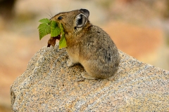 American Pika
