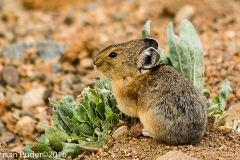 American Pika