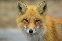 Red Fox