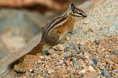 Chipmunk
