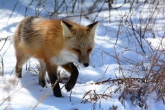Red Fox