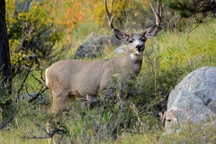 Mule Deer Buck
