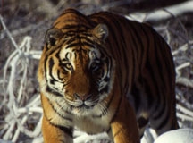 Siberian Tiger