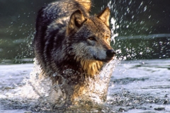 Timber Wolf