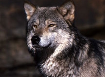 Timber Wolf