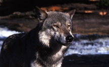 Timber Wolf