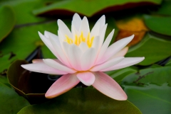 Flora