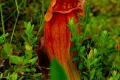 Pitcher Plant