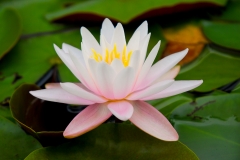 Pink Waterlily