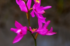 Pink Grass Orchid