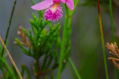 Rose Pogonia Orchid