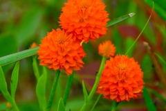 Orange Milkwort