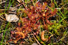 Sundews