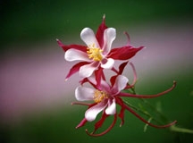 Columbine