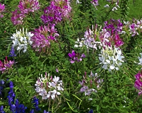 Cleome Flowers