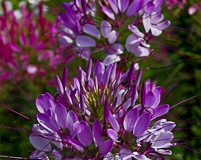 Cleome