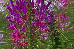 Cleome