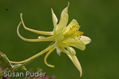 Yellow Columbine