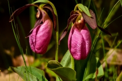 Lady Slippers