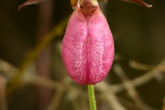 Lady Slipper