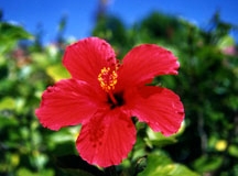 Hibiscus