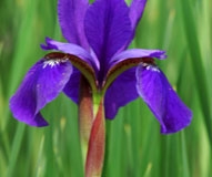 Siberian Iris