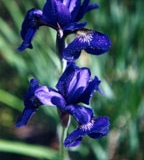 Siberian Iris