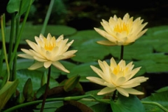 Yellow Waterlillies