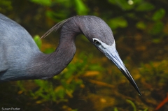 Herons and Egrets