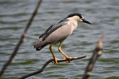 Black-crowned Night Heron