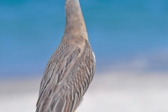 Yellow-crowned Night Heron