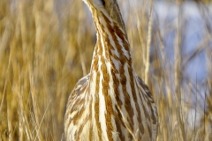 American Bittern