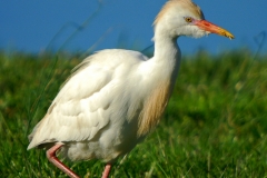 Cattle Egret