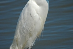 Snowy Egret