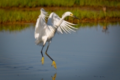 Snowy Egret
