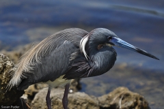 Tri-colored Heron