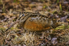 American Woodcock