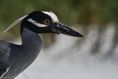 Yellow-crowned Night Heron