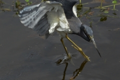 Tri-colored Heron