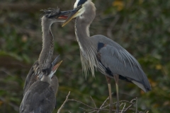Great Blue Heron Family