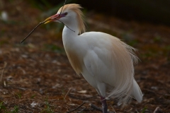 Cattle Egret